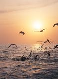 birds-sea-943470