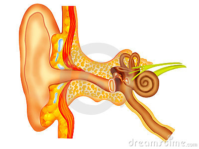 oreille anatomie