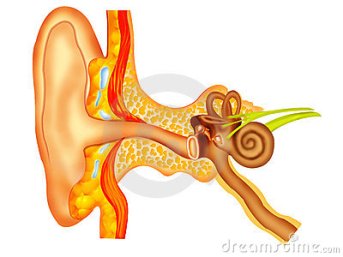 oreille anatomie